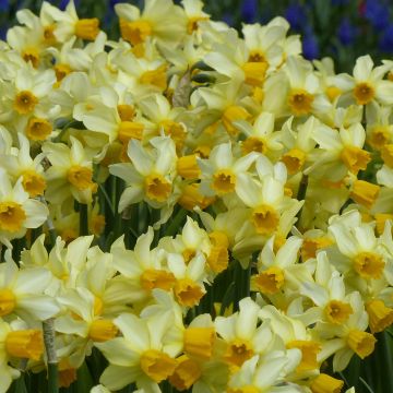 Narcissus Spring Sunshine