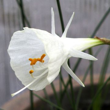 Narcissus x bulbocodium cantabricus