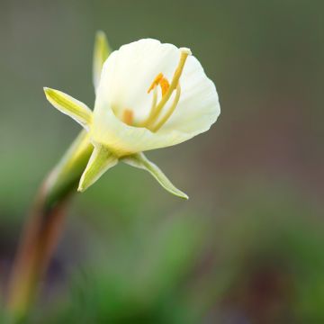 Narcissus (x) bulbocodium conspicuus White Petticoat