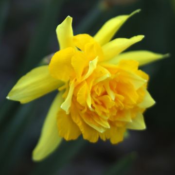 Narcissus Double Campernelle
