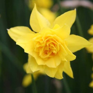 Narcissus Rugulosus Flore Pleno