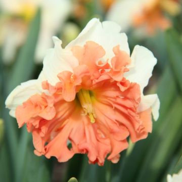 Narcissus Shrike - Daffodil