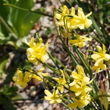 Narcissus triandrus Hawera - Daffodil