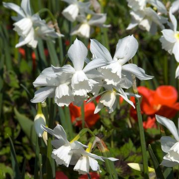 Narcissus triandrus Thalia - Daffodil