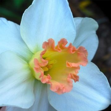 Narcissus cyclamineus Skype