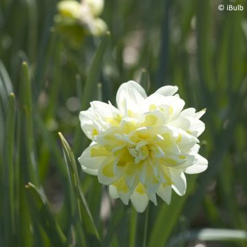 Narcissus Irene Copeland