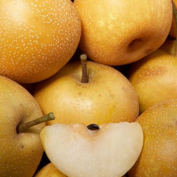 Nashi Hosui - Apple-Pear