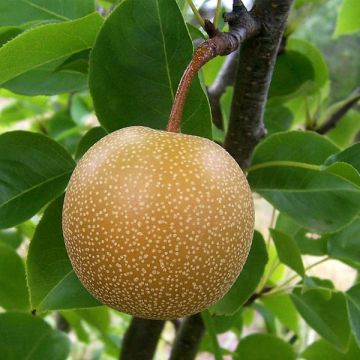 Nashi Shinseiki - Apple-Pear