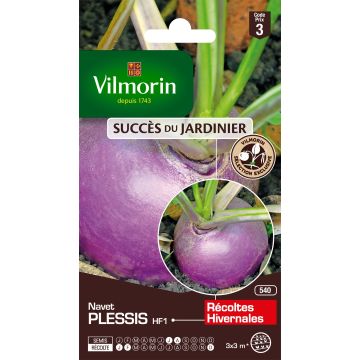 Turnip Plessis F1 - Vilmorin Seeds