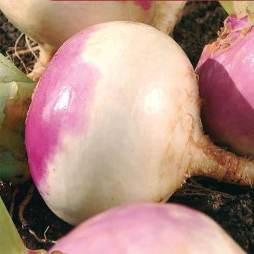 Turnip D'Auvergne Tardif - Brassica rapa