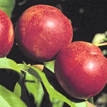 Prunus persica Crimson Gold - Nectarine Tree