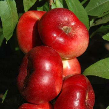 Prunus persica Sauzee King - Nectarine Peach Tree