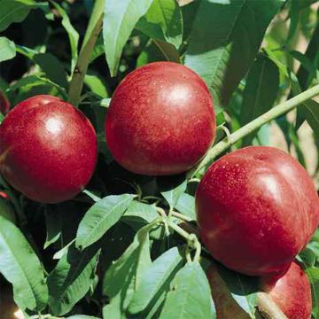 Prunus persica Silver Gem - Nectarine Peach Tree