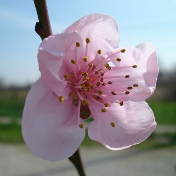 Prunus persica var. nucipersica - Nectarine tree