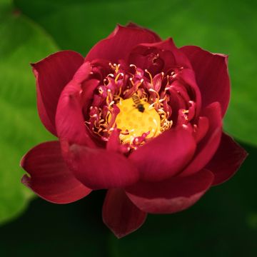 Nelumbo nucifera Red - Red Sacred Lotus