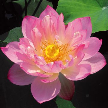 Nelumbo Pygmaea Pink - Sacred Lotus