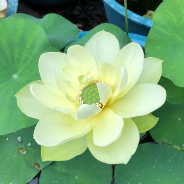 Nelumbo Pygmaea Yellow - Sacred Lotus