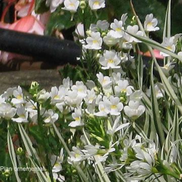 Nemesia Karoo White