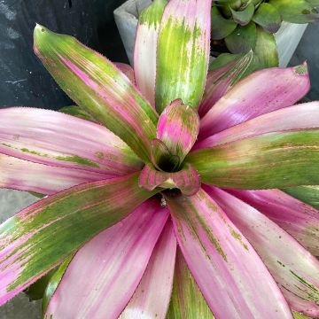 Neoregelia carolinae Cotton Candy - Blushing bromeliad