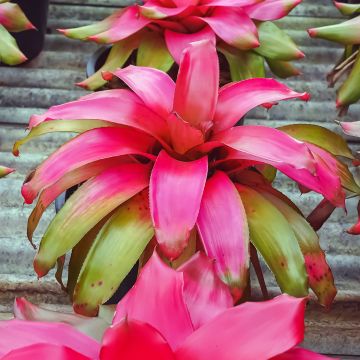 Neoregelia Medusa - Blushing bromeliad