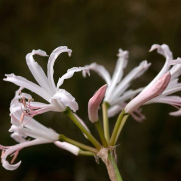 Nerine bowdenii Ostara K