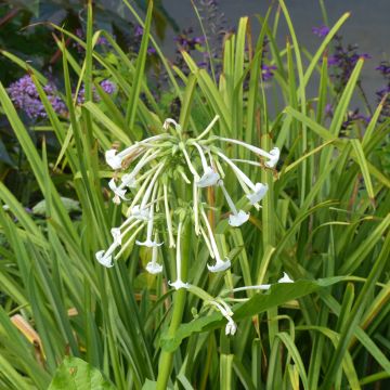 Graines de Nicotiana sylvestris - Tabac ornemental