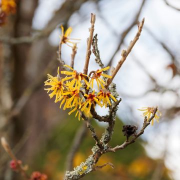 Hamamelis mollis Pallida - Witch Hazel