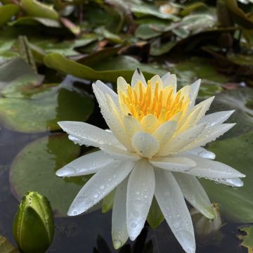 Nymphaea Evelyn Stetson