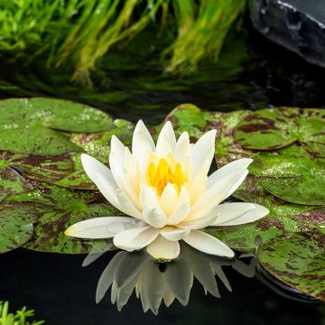 Nymphaea Lemon Mist - Water Lily