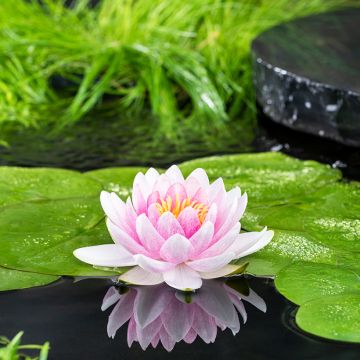 Nymphaea Madame Wilfron - Water Lily