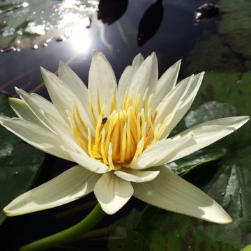 Nymphaea Marian Strawn - Waterlily