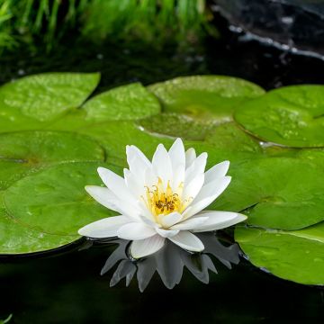 Nymphaea Colonel A.J. Welch - Water Lily