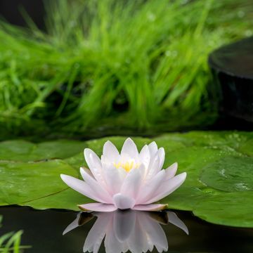 Nymphaea Marliacea Carnea - Water Lily