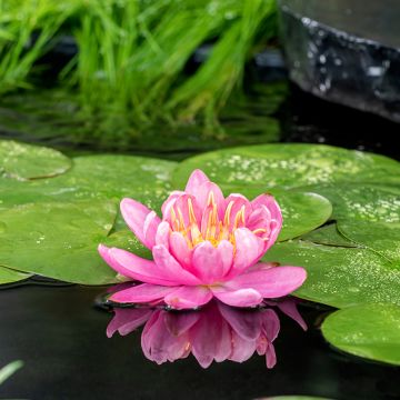 Nymphaea Mayla - Water Lily