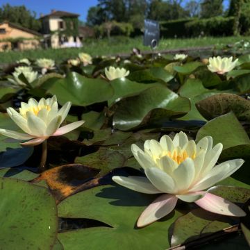 Nymphaea Moorei - Waterlily