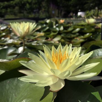 Nymphaea Odorata Sulphurea Grandiflora - Waterlily