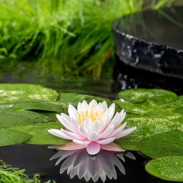 Nymphaea Ray Davies - Water Lily