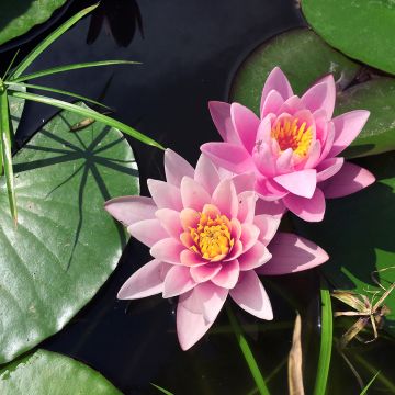 Nymphaea Rose Arey - Water Lily