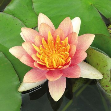 Nymphaea Sioux - Water Lily