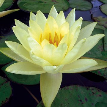 Nymphaea Yellow Enigma - Waterlily