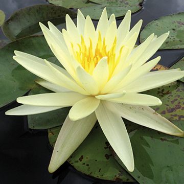 Nymphaea Yellow Queen - Waterlily