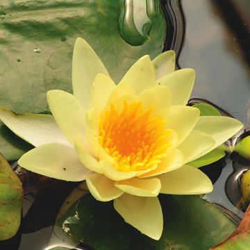 Nymphaea Yellow Sensation - Water Lily