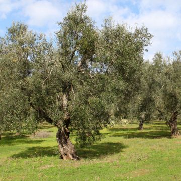 Olea europaea Frantoio - Olive Tree