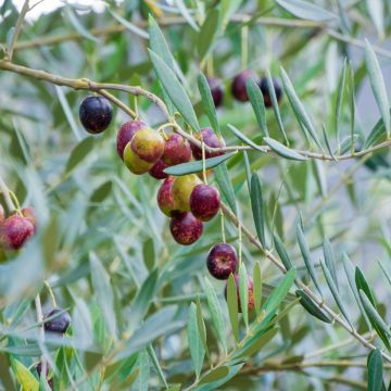 Olea europaea Grossanne - Olive Tree