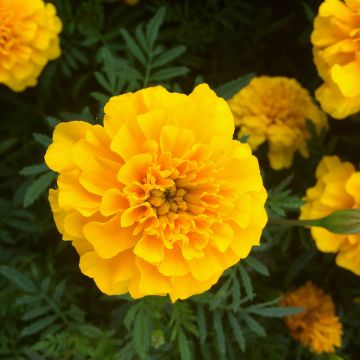 Tagetes patula Durango Yellow