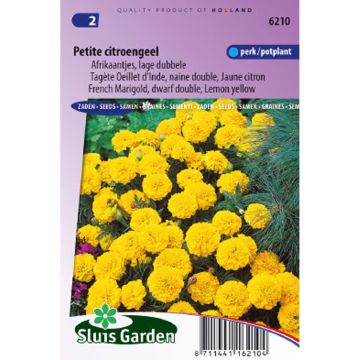 French Marigold Petite Citroengeel Seeds - Tagetes patula