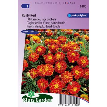French Marigold Rusty Red Seeds - Tagetes patula