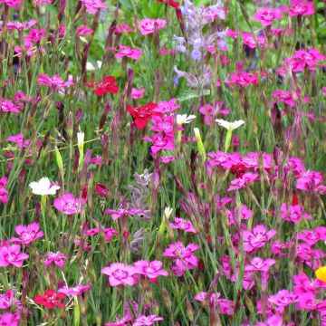 Maiden Pink Micro Chips Seeds - Dianthus deltoides