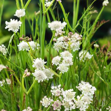 Oenanthe fistulosa Flamingo - Oenanthe panachée blanc rose