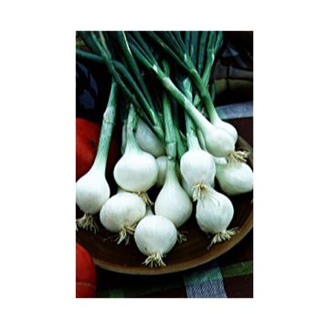 White Onion Très Hâtif de la Reine